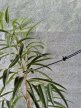 Mammoth HoldIT- 4*šňůra s háčkem pro uvázání rostlin,délka 1,5m